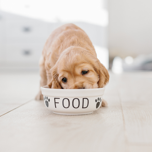 How To Transition Your Puppy To Dog Food