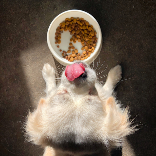How to tell if your dog is allergic to their food