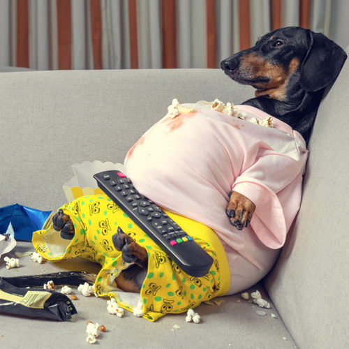 Obesity in dogs: causes, symptoms and solutions