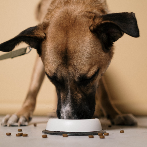 Grain-free dog food: is it all that?