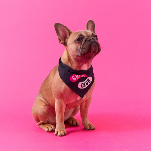 Best Food for French Bulldogs: The Secret to Happy Tummies and Healthy Skin