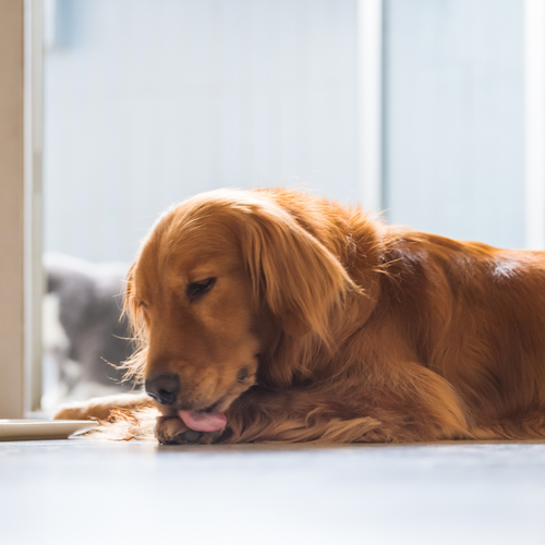 The most common food allergies for dogs (and how to prevent them)