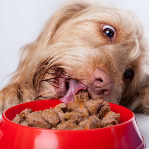 Why Is My Dog Always Hungry?