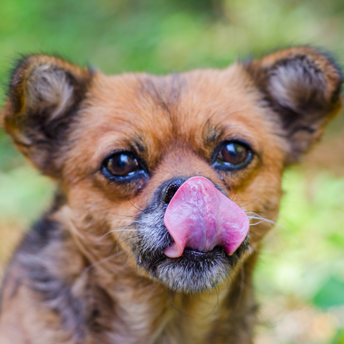 Help! Why is my dog eating their own poop?