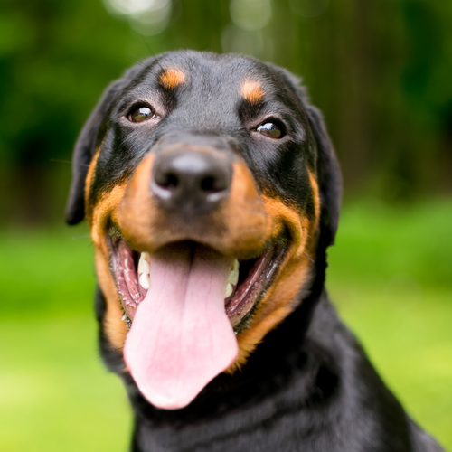 A happy looking dog