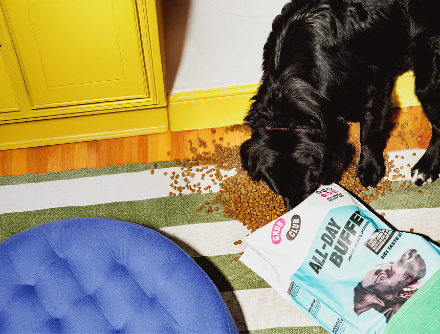 Dog eating kibble