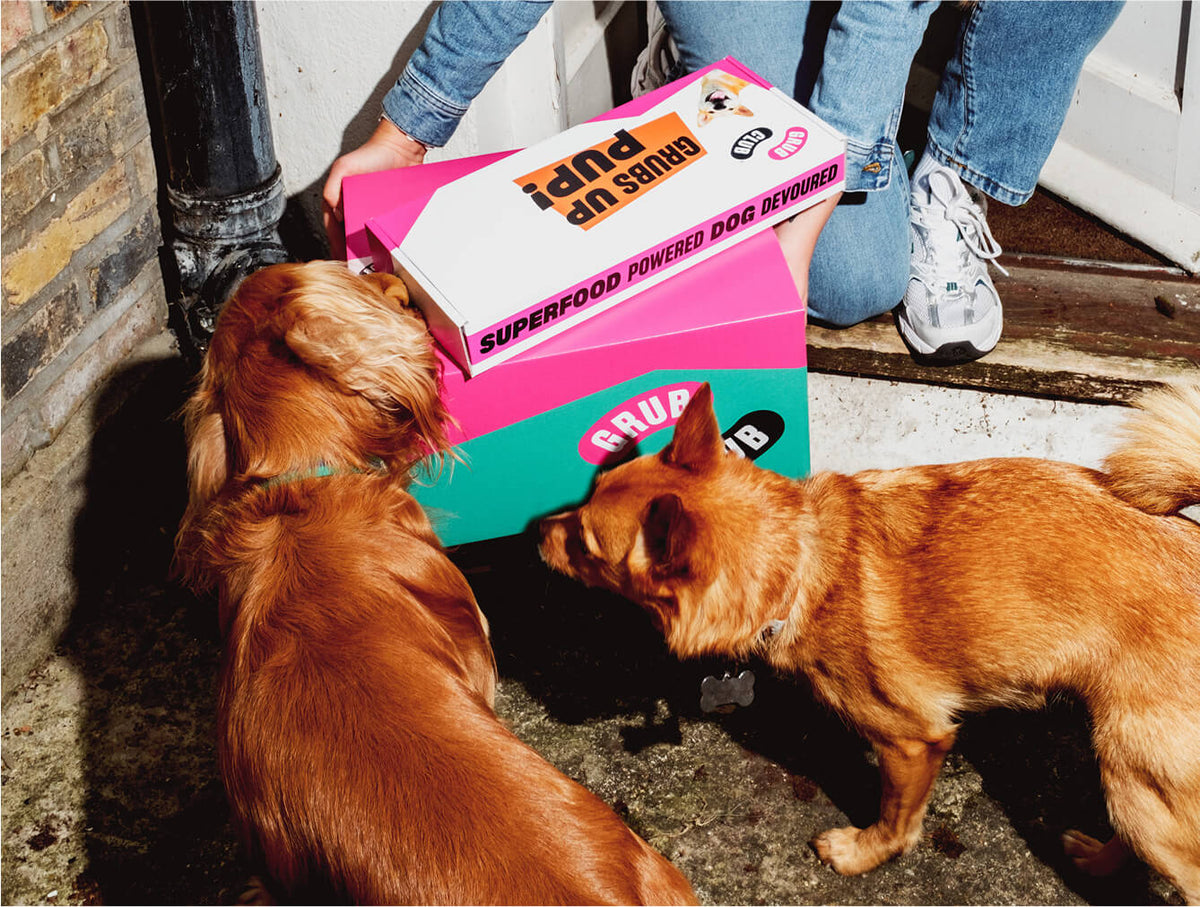 Dogs sniffing their Grub Club dog food delivery