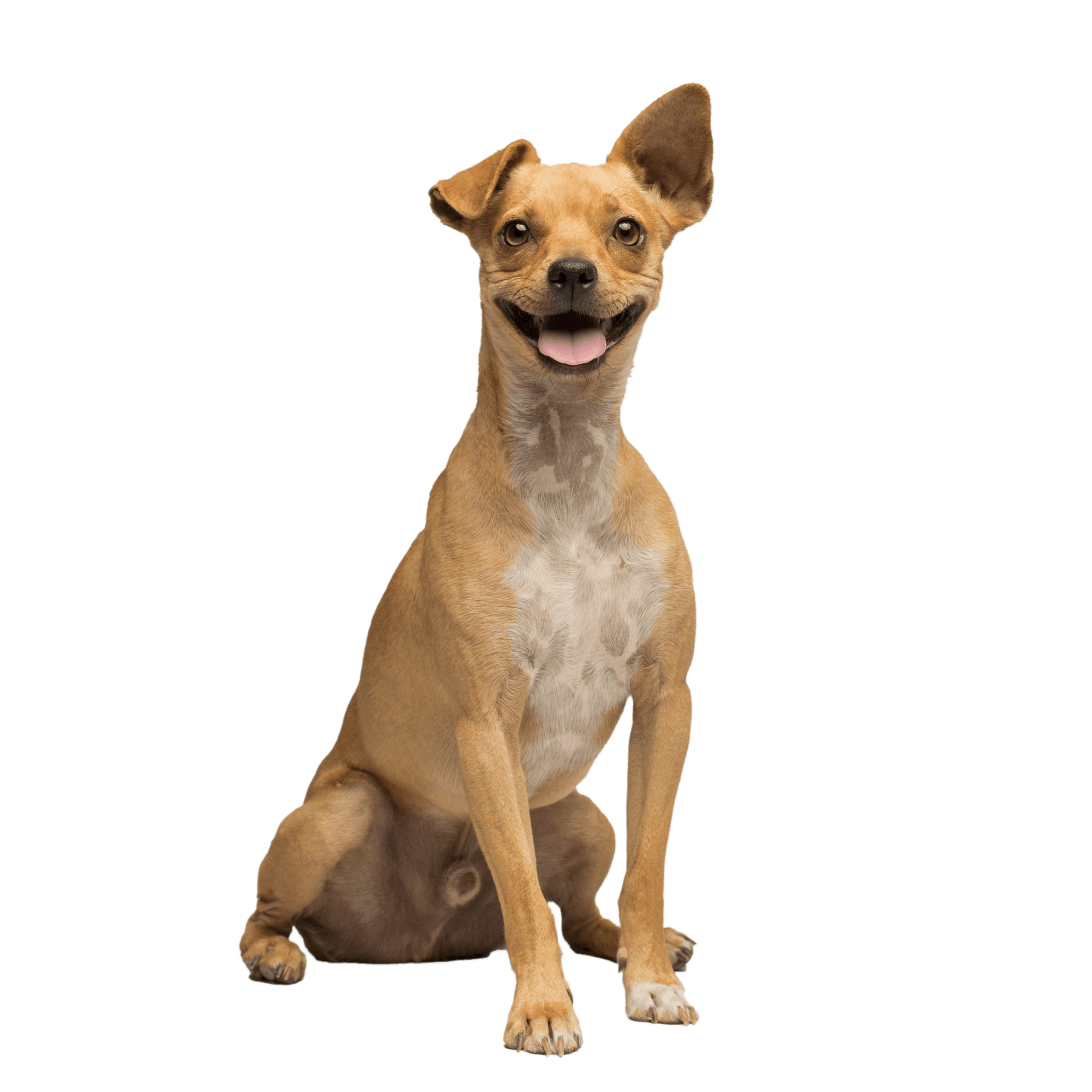 Excited dog waiting for his pet treats from Grub Club