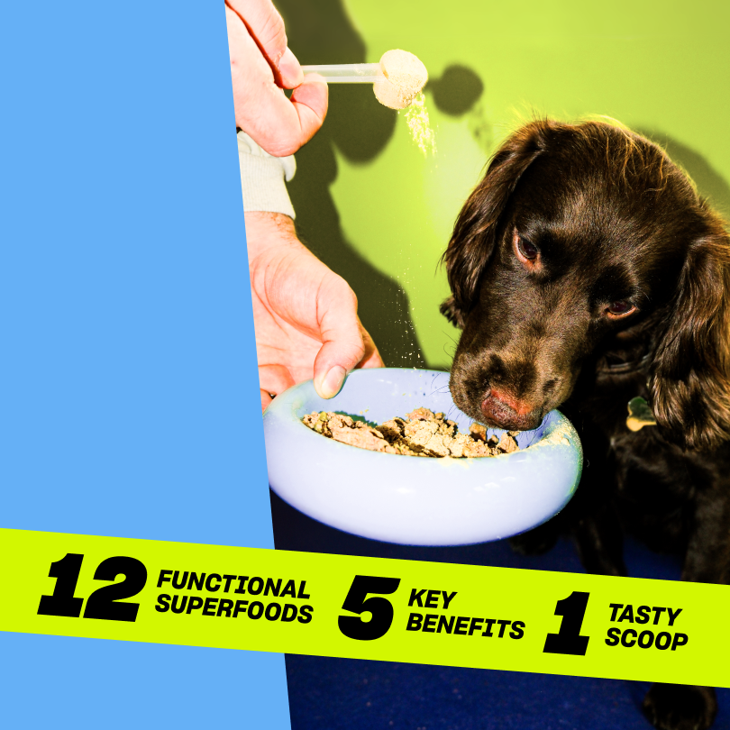 Top Dog: All-In-One