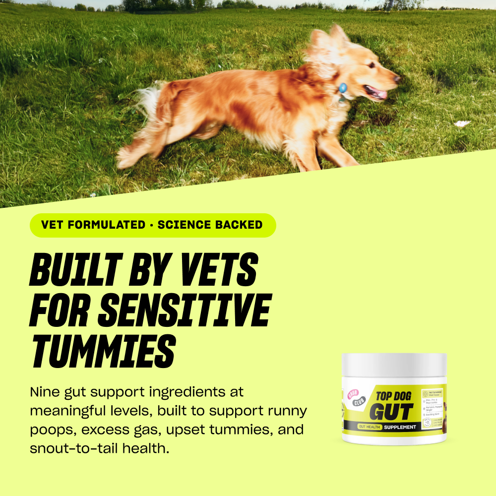 Top Dog Gut