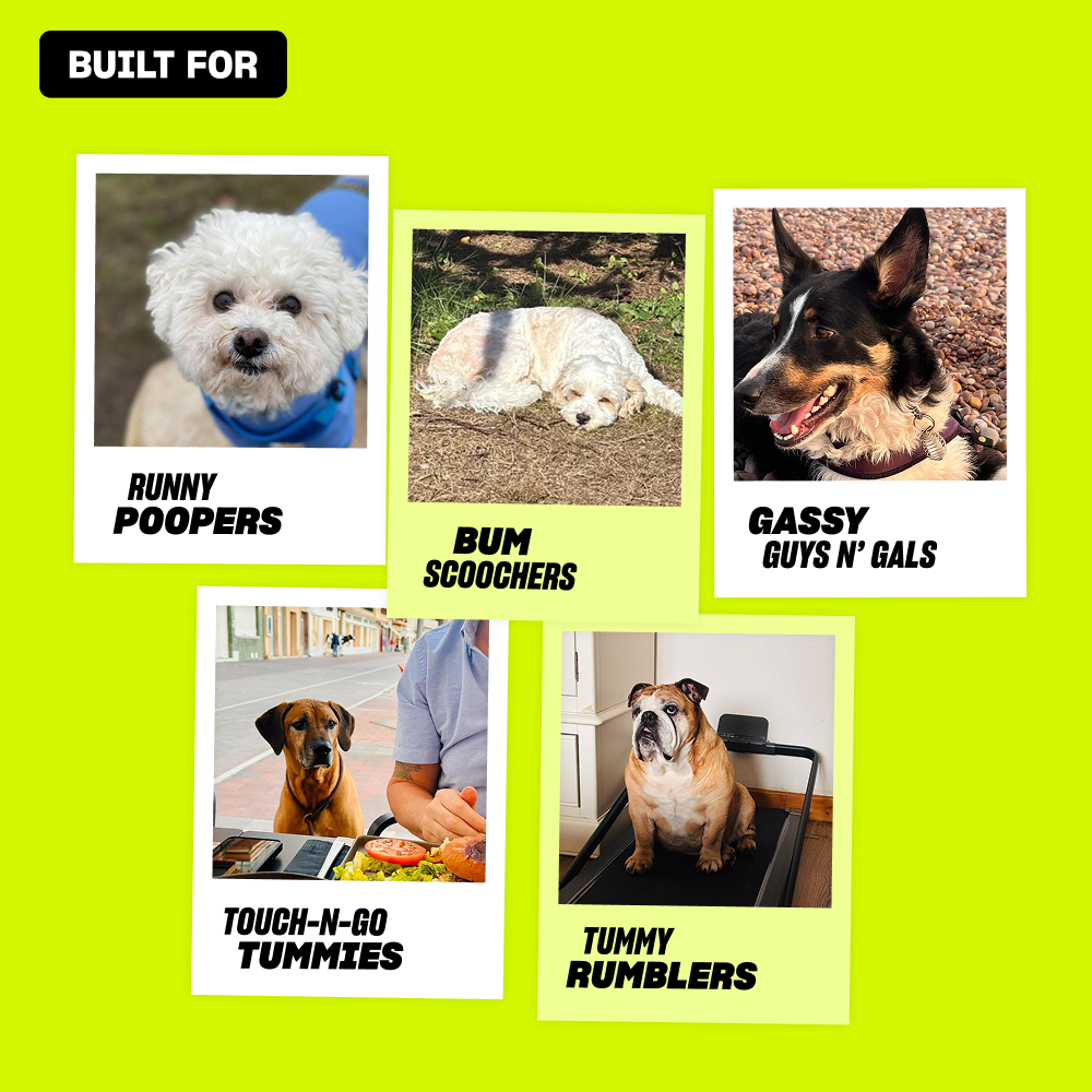 Top Dog Gut