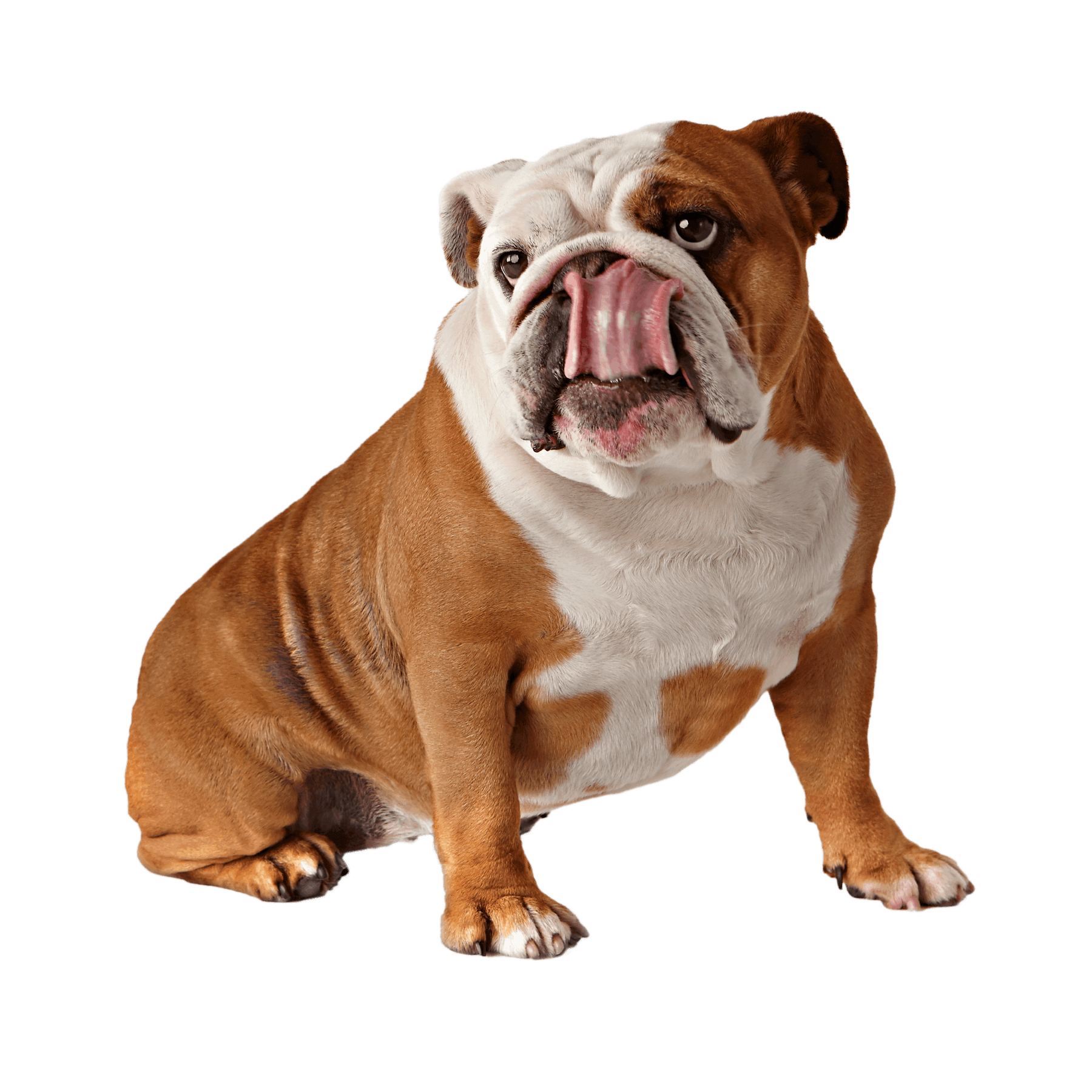 English Bull Dog licking lips after eating his insect-based dog treats