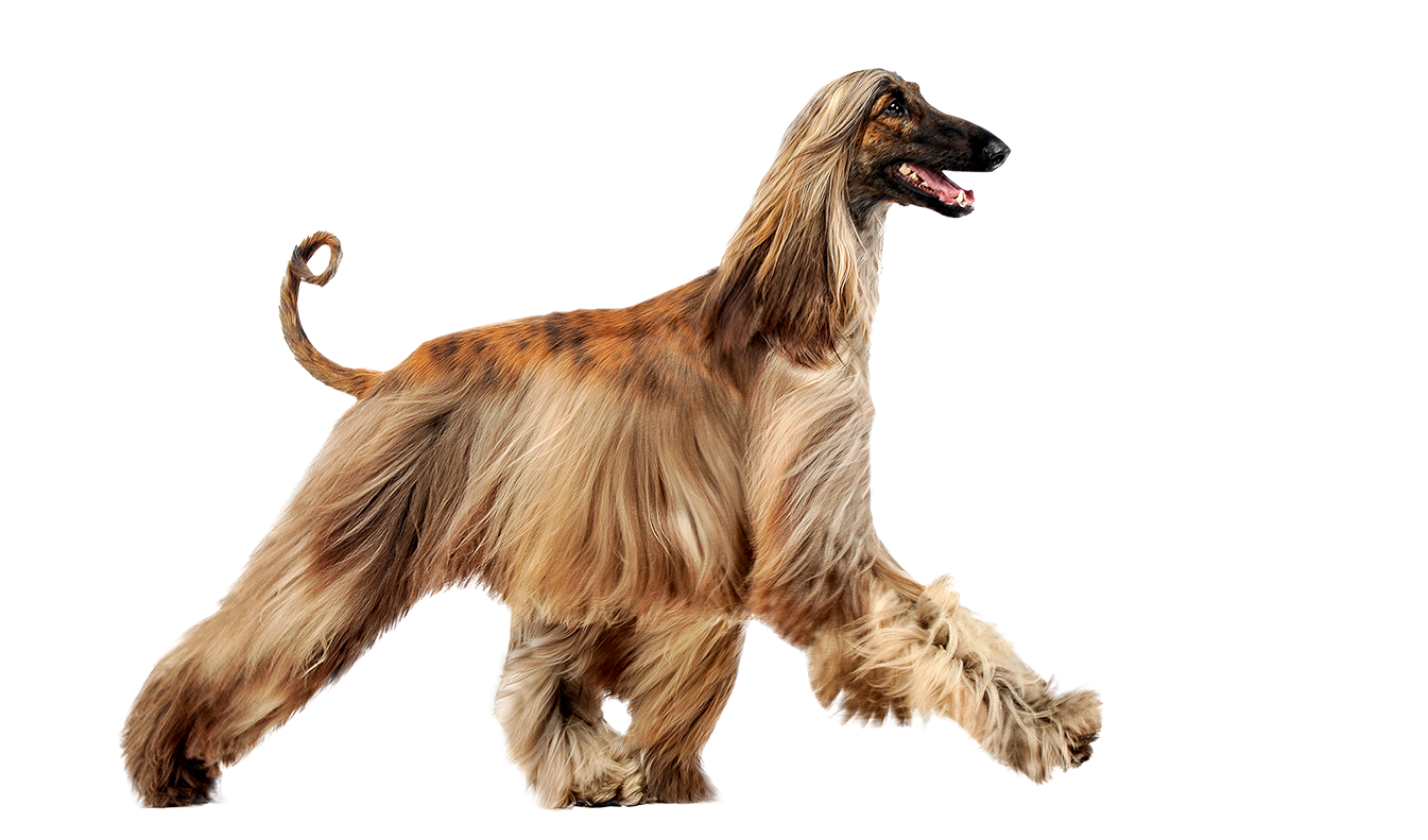 Afghan hound