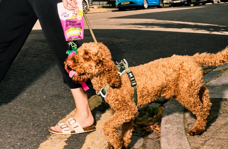 A cockapoo on a lead on a London street