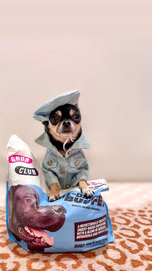 A chihuahua in a coat with a bag of All-Day Buffet