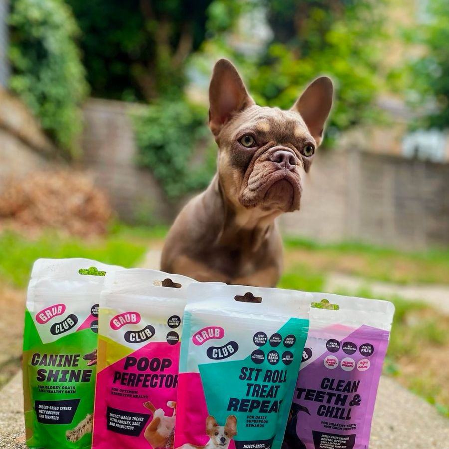 Ray's French bulldog