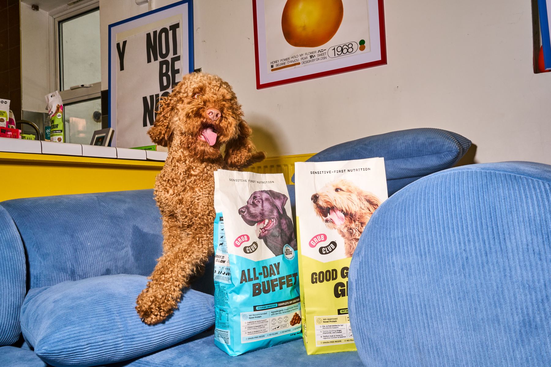A curly brown poodle on a blue sofa beside a bag of All-Day Buffet